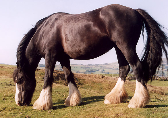 Pony Trekking on Cold Fell